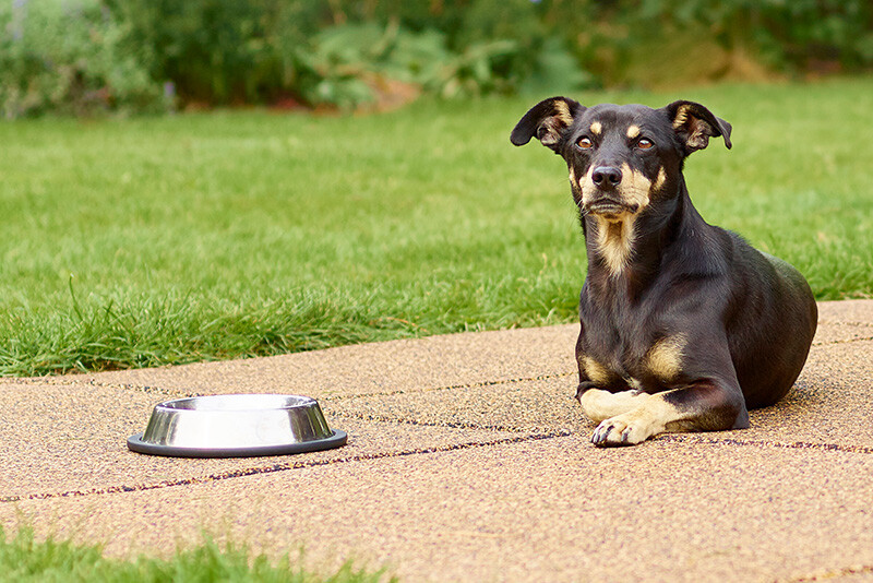 Un chien noir est couché sur des plaques souples WARCO pour chiens devant une gamelle d'eau.