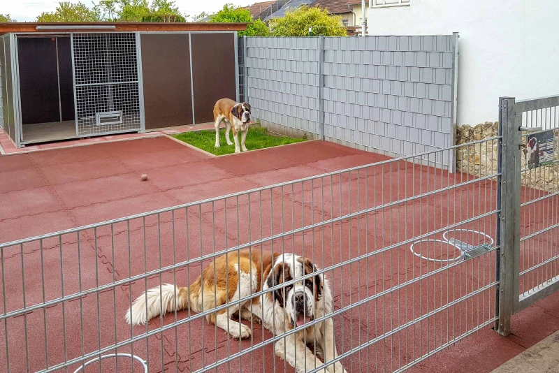 Twee sint-bernardshonden liggen in een zeer royaal ontworpen ren. Een grote, weerbestendige hut biedt bescherming tegen regen en wind. De vloer in de ren is bedekt met baksteenrode rubbergranulaatplaten voor honden van WARCO.