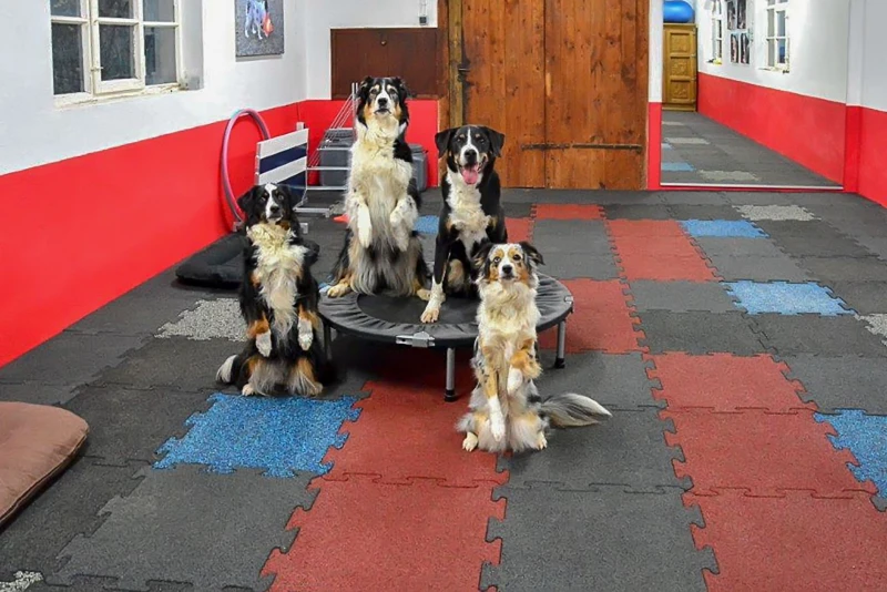 Een trainingsruimte voor honden is ingericht met WARCO hondensportpanelen in verschillende kleuren. Verschillende honden zitten op een platform.