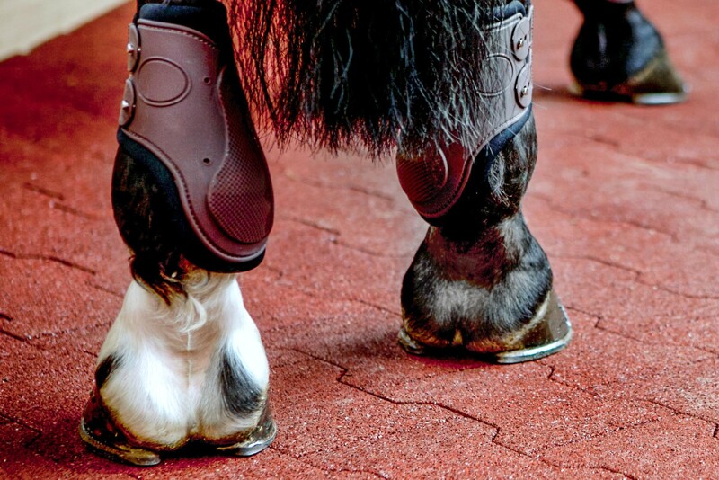 Die hinteren Hufe eines mit Hufeisen beschlagenen Pferdes stehen auf einem mit Verbundpflaster Hundeknochen aus Gummigranulat ausgelegten Hufschlag in einer Führanlage.