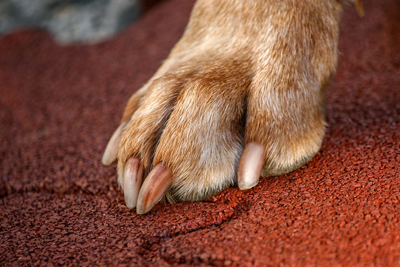 De poot van een grote hond staat op een rode hondensportmat van rubbergranulaat. Een erg comfortabele ondergrond voor de hond.