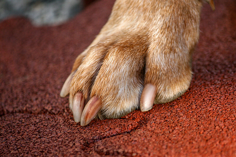 La patte du grand chien est posée sur un tapis de chenil rouge de WARCO en granulés de caoutchouc.