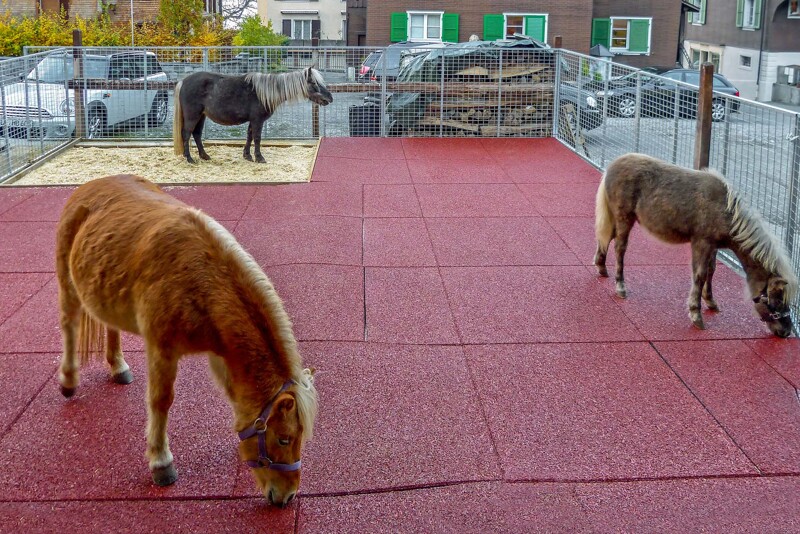 Twee ponys ruiken aan de nog nieuwe paardenboxmatten van WARCO, die zijn gebruikt om een paddock voor hen te creëren op een erf. Op de achtergrond staat een andere pony in de met zaagsel bezaaide toiletruimte.