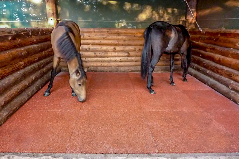 Deux chevaux se rendent dans écurie ouverte, fraîchement aménagée avec des tapis décurie rouges WARCO au format 1 x 1 m.