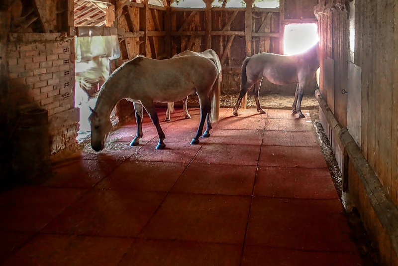 Trois chevaux se tiennent sur des tapis écurie rouges WARCO dans une écurie ouverte avec une zone de toilette muni de litière.